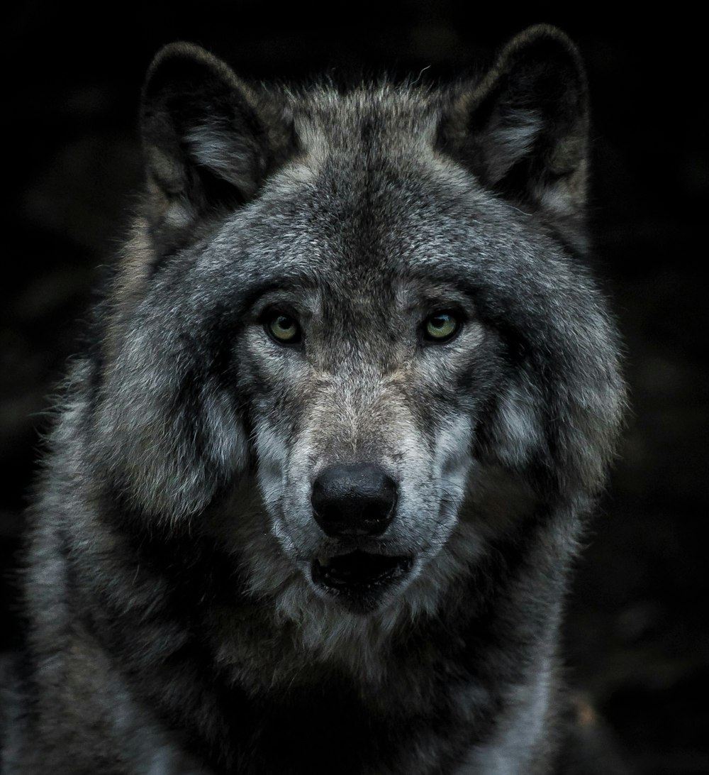 30k+ Imágenes de Lobos | Descargar imágenes gratis en Unsplash