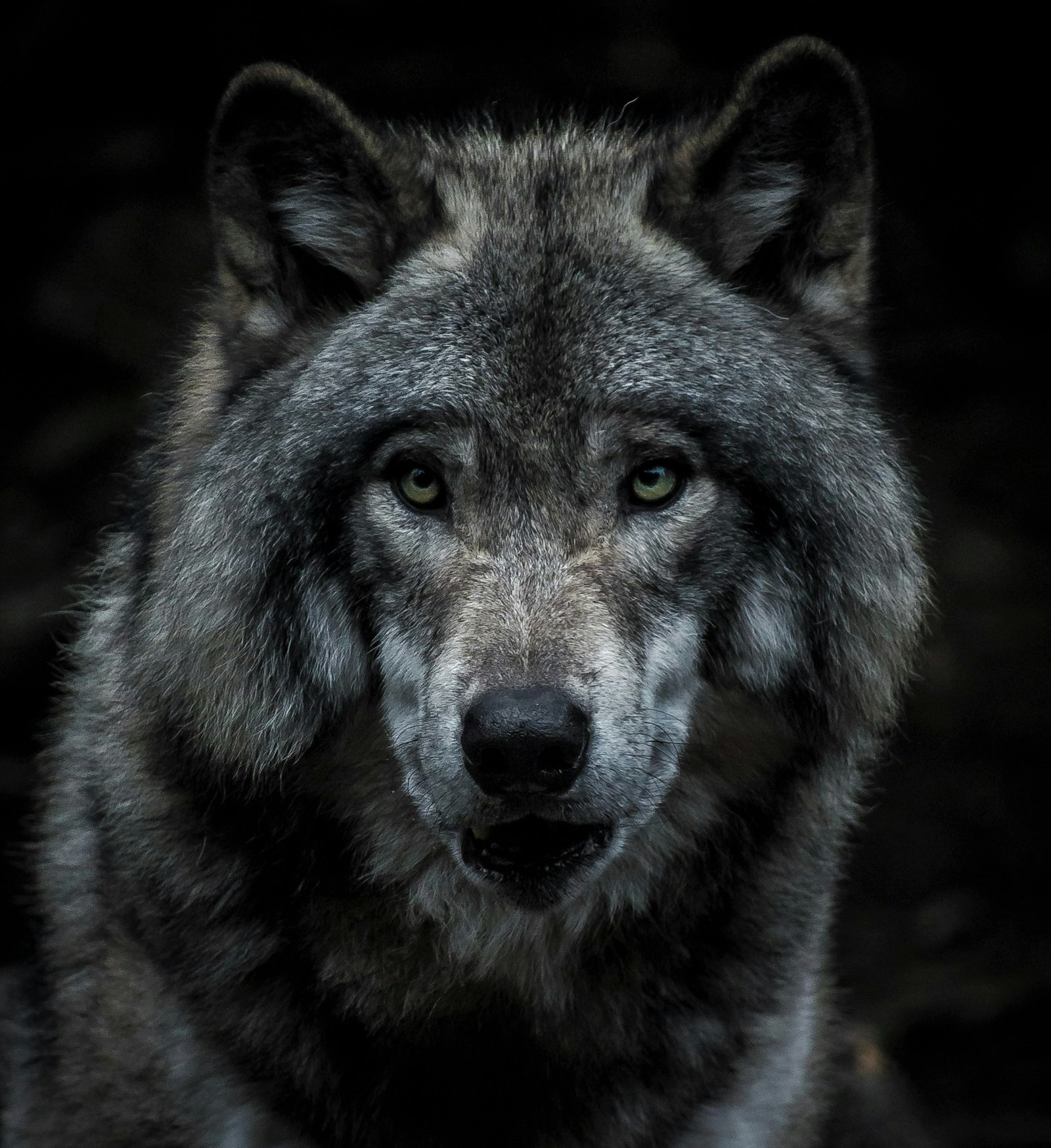 Nikon D610 + Nikon AF-S DX Nikkor 18-300mm F3.5-6.3G ED VR sample photo. Black and brown wolf photography