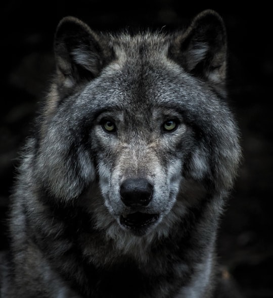 black and brown wolf painting in Montebello Canada