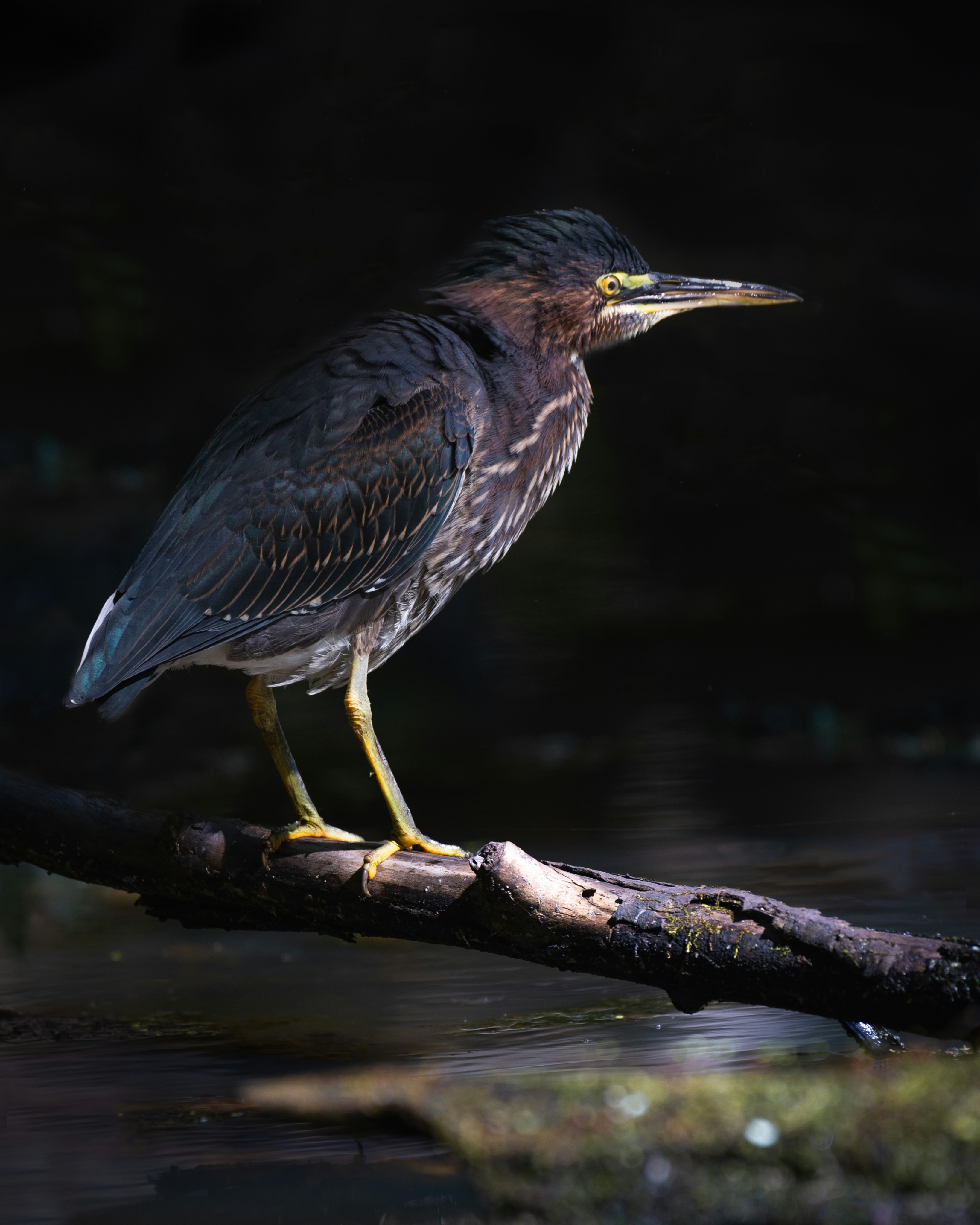 Photo by marcojodoin