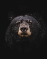 black bear on brown wooden tree branch