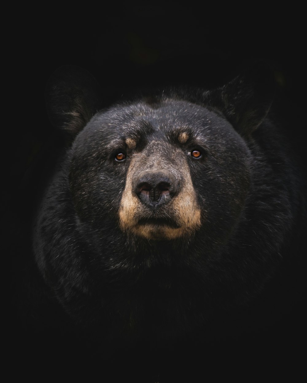 urso preto no galho marrom da árvore de madeira