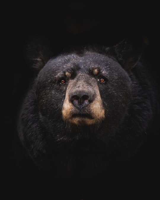 black bear on brown wooden tree branch in Montebello Canada