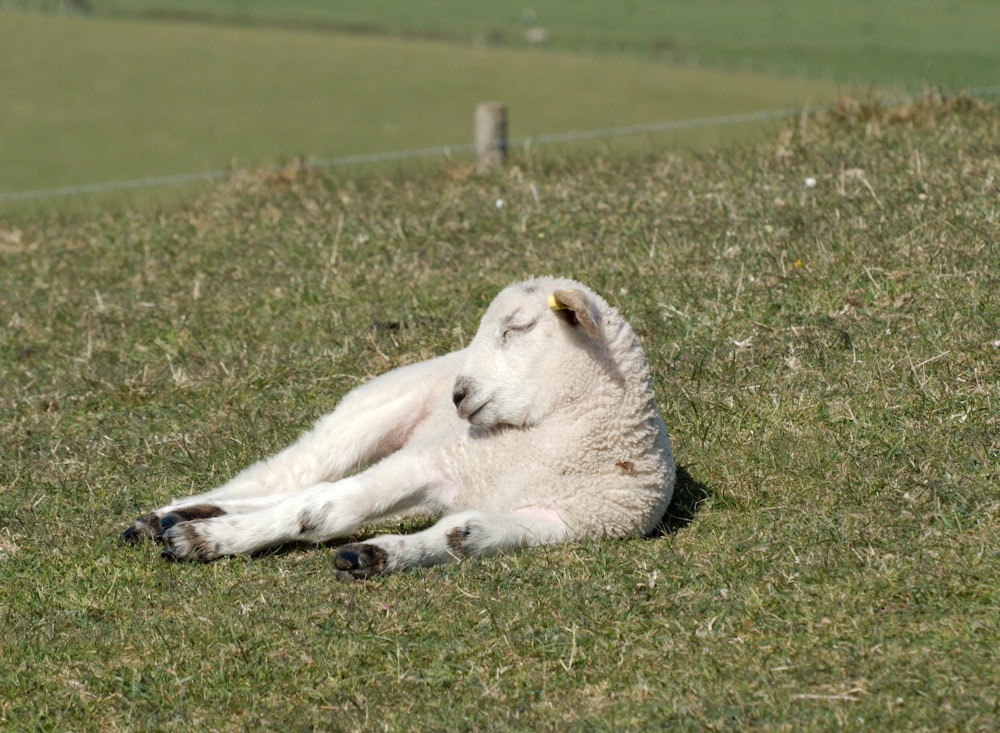 white horse lying on green grass during daytime