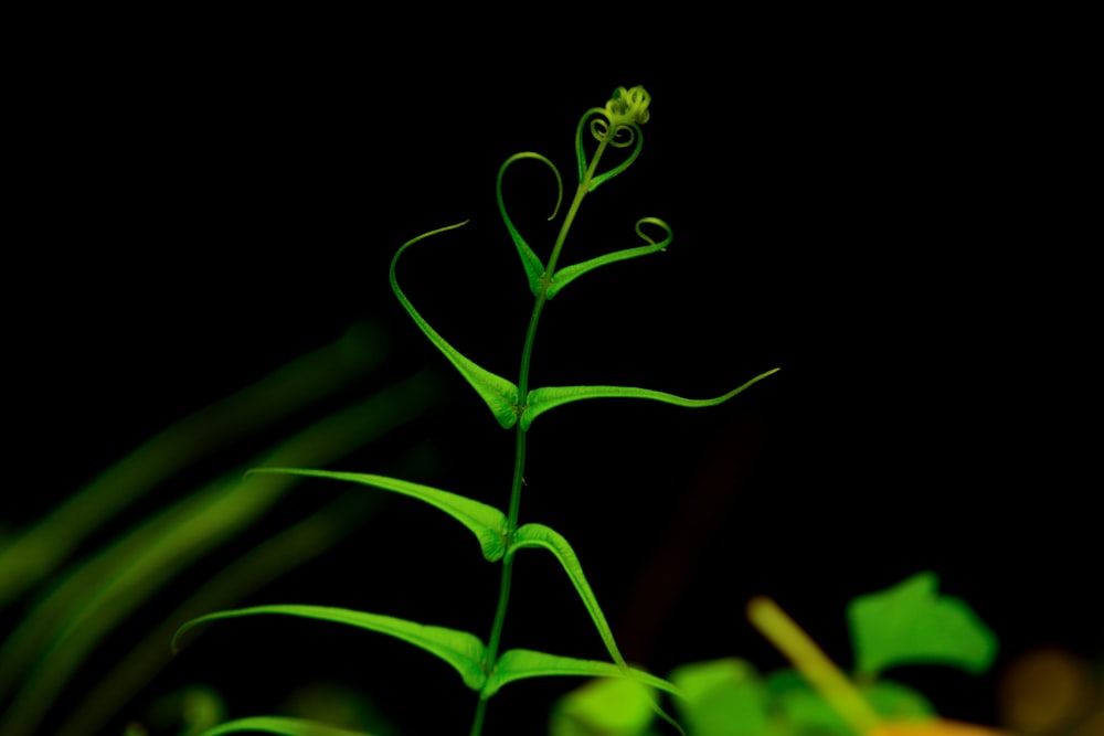 green plant in black background