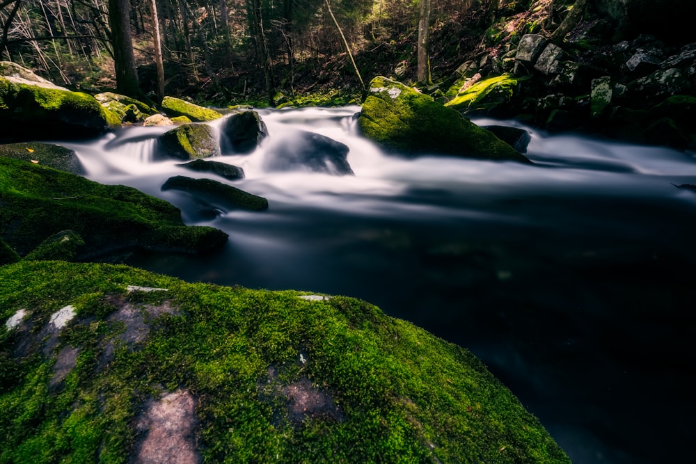 green moss on rock near river