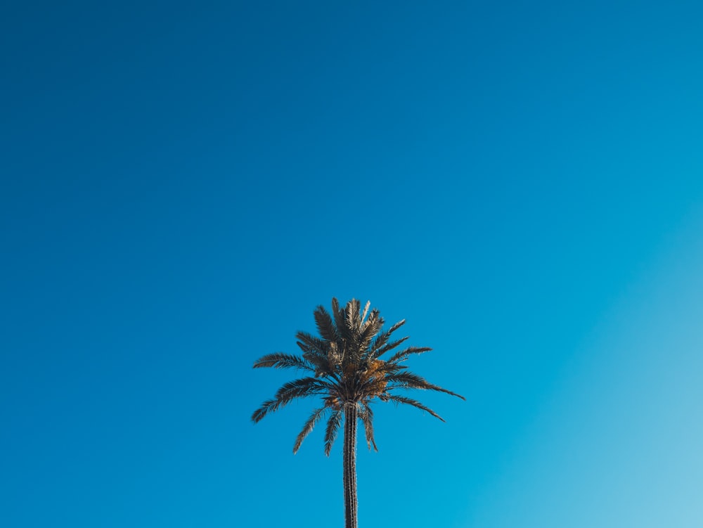 green palm tree under blue sky during daytime