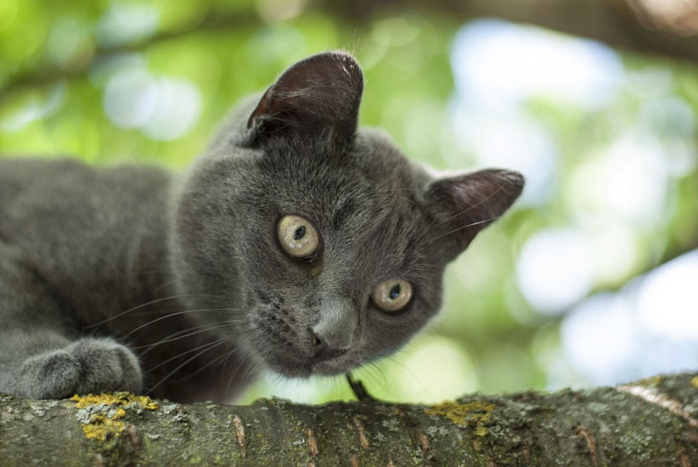 russian blue cat on brown tree trunk