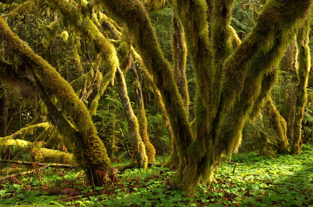 green and brown tree on green grass field