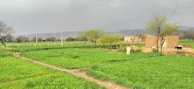 A lush green field stretches out under a cloudy sky, with small, scattered trees and shrubs. In the background, a range of hills can be seen. A pathway divides the field, leading towards a few traditional, mud-brick houses. There are cows grazing and a person in traditional attire standing near the houses.