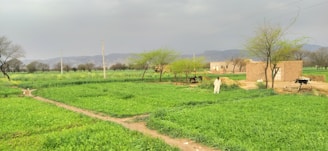 A lush green field stretches out under a cloudy sky, with small, scattered trees and shrubs. In the background, a range of hills can be seen. A pathway divides the field, leading towards a few traditional, mud-brick houses. There are cows grazing and a person in traditional attire standing near the houses.