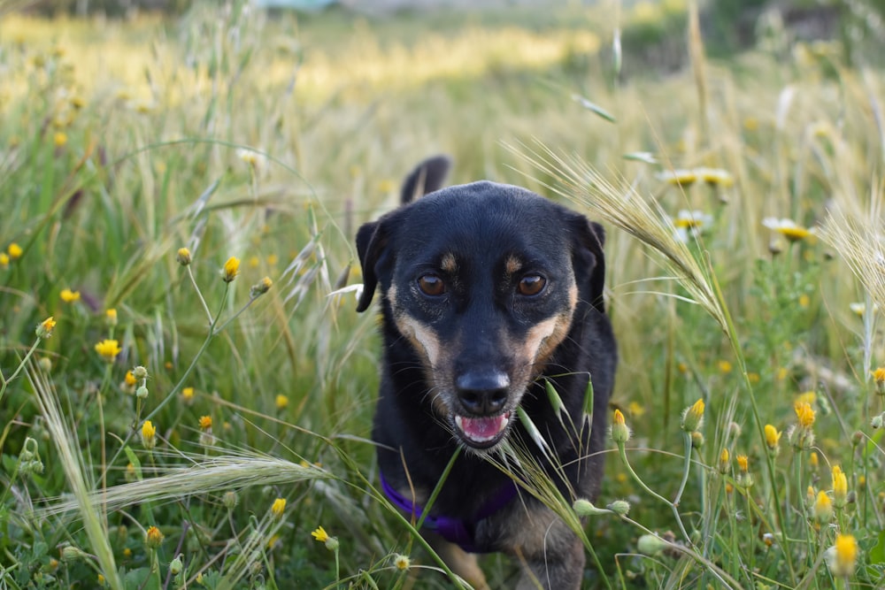 black and tan short coat small dog on green grass field during daytime