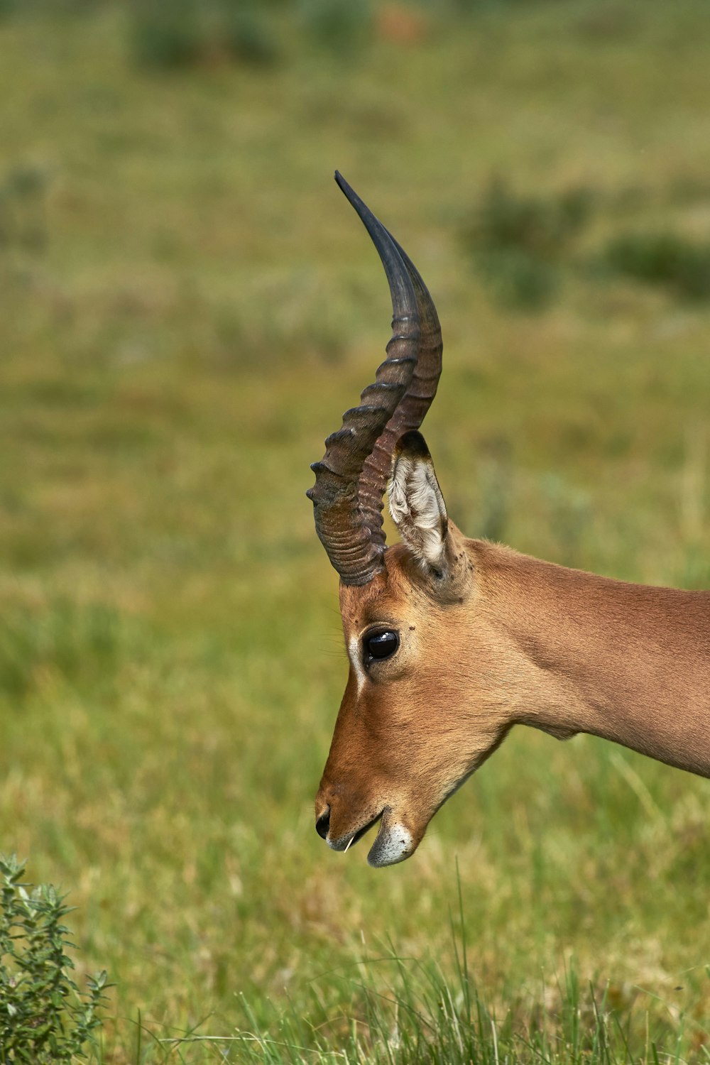 brown deer on green grass field during daytime