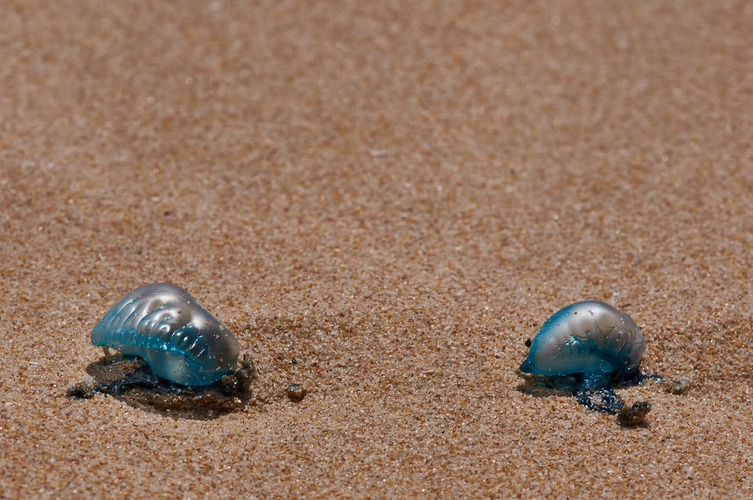 blue and white sea creature on brown sand