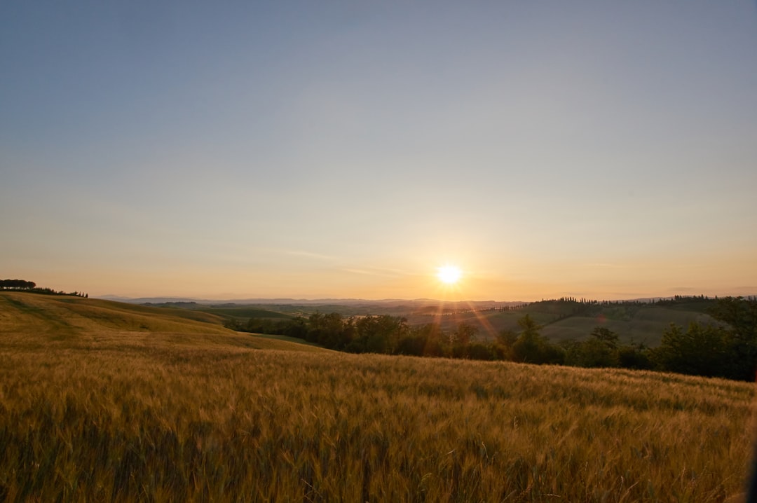 brown grass field during sunset