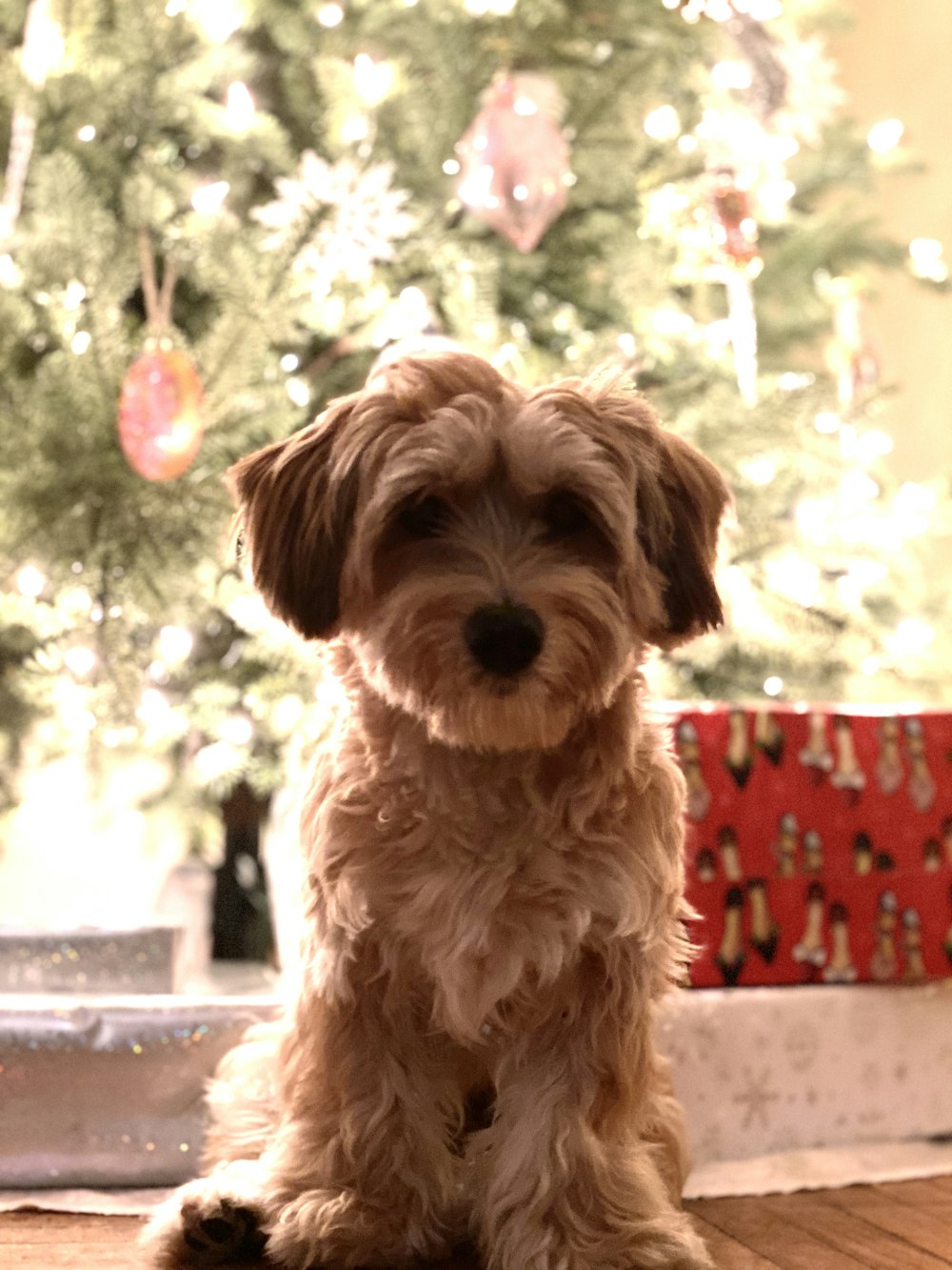 petit chien brun à poil long