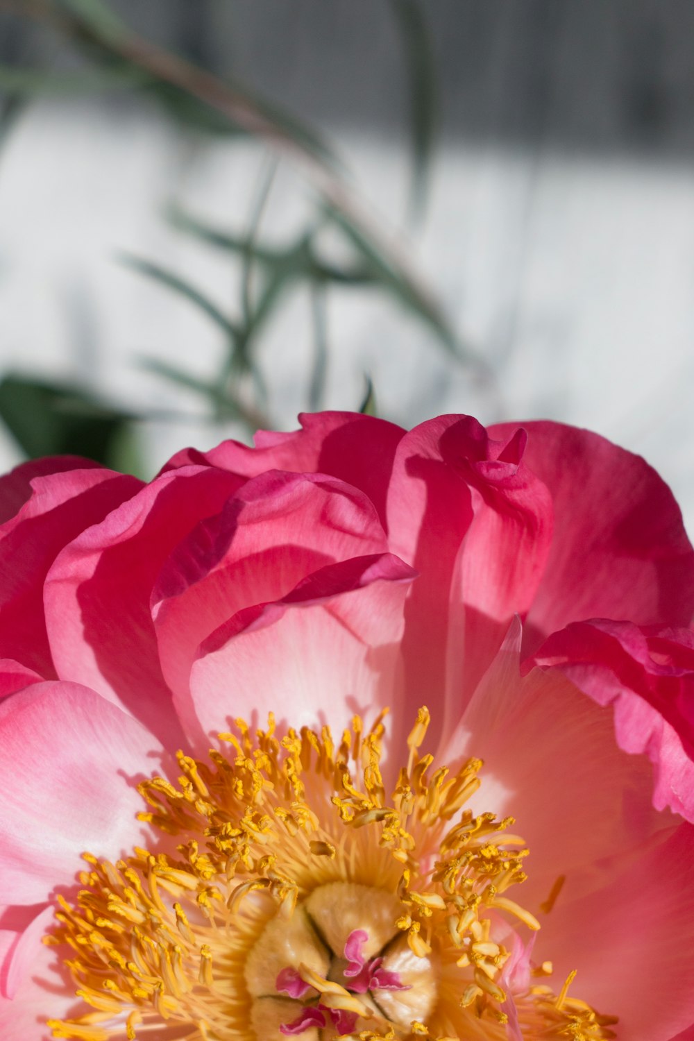 pink and yellow flower in tilt shift lens