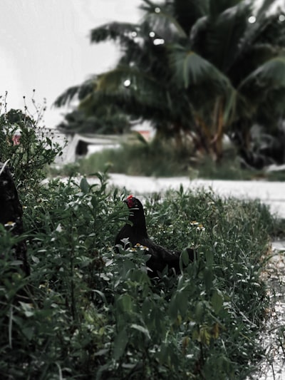 black and red bird on green grass during daytime