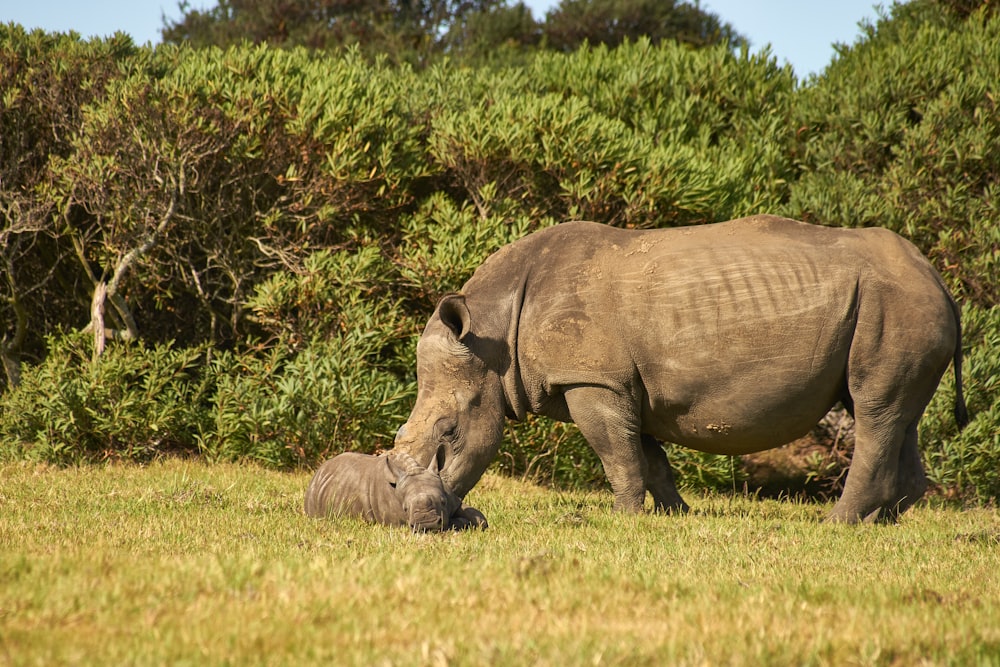 brown rhinoceros on green grass field during daytime