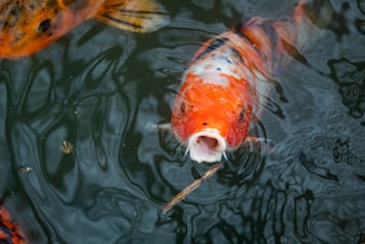 Кои шаранчета, плуващи в озеленено градинско езерце с естествена растителност.