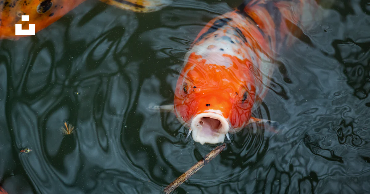 A Group Of Fish Swimming In A Pond Photo Free Memphis Image On Unsplash a-group-of-fish-swimming-in-a-pond-photo-free-memphis-image-on-unsplash