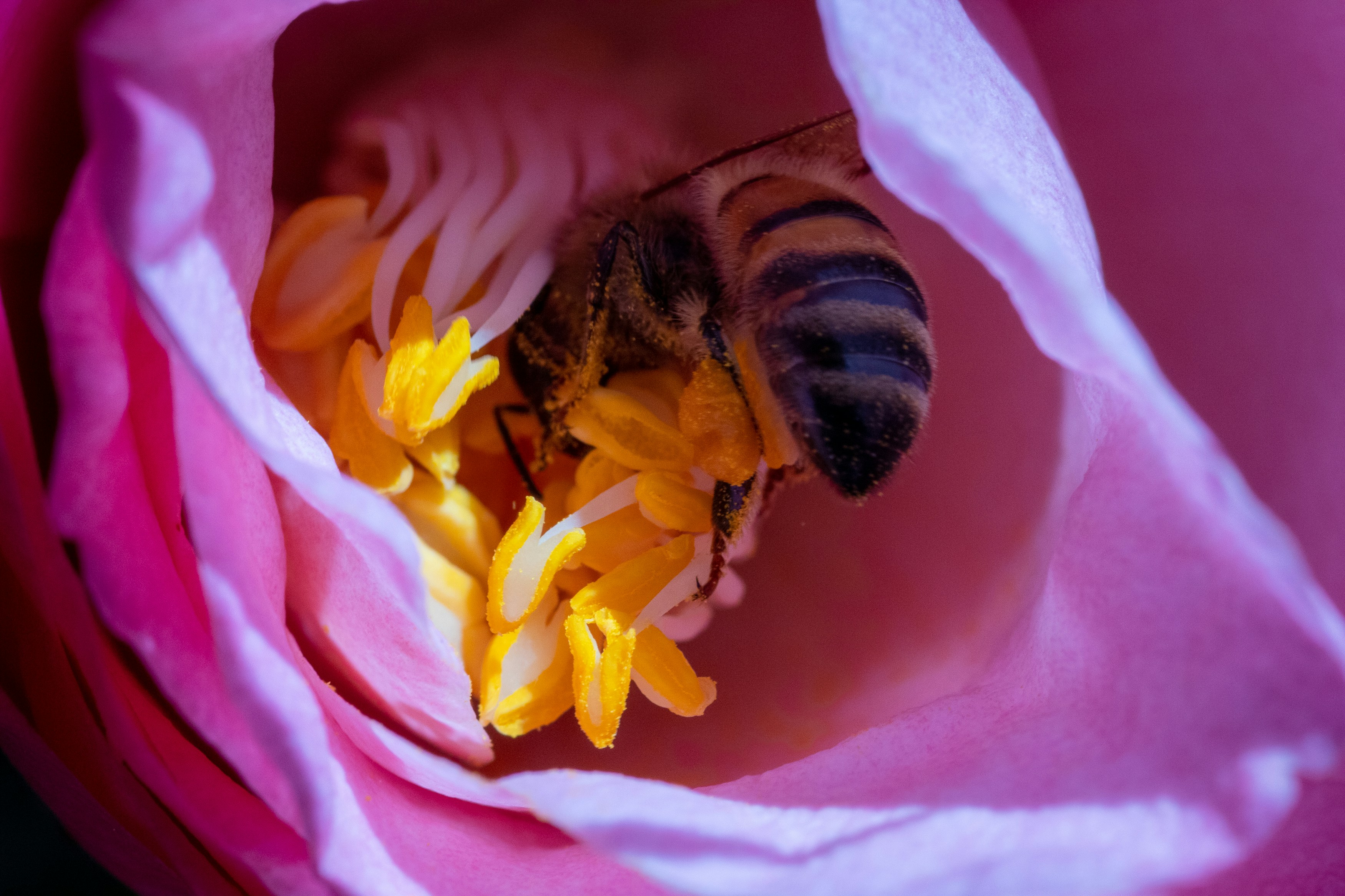 a bee that is inside of a pink flower