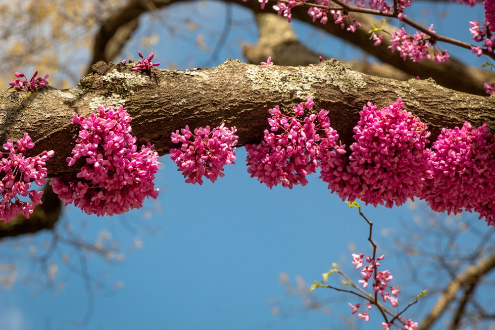 pink flowers on brown tree branch