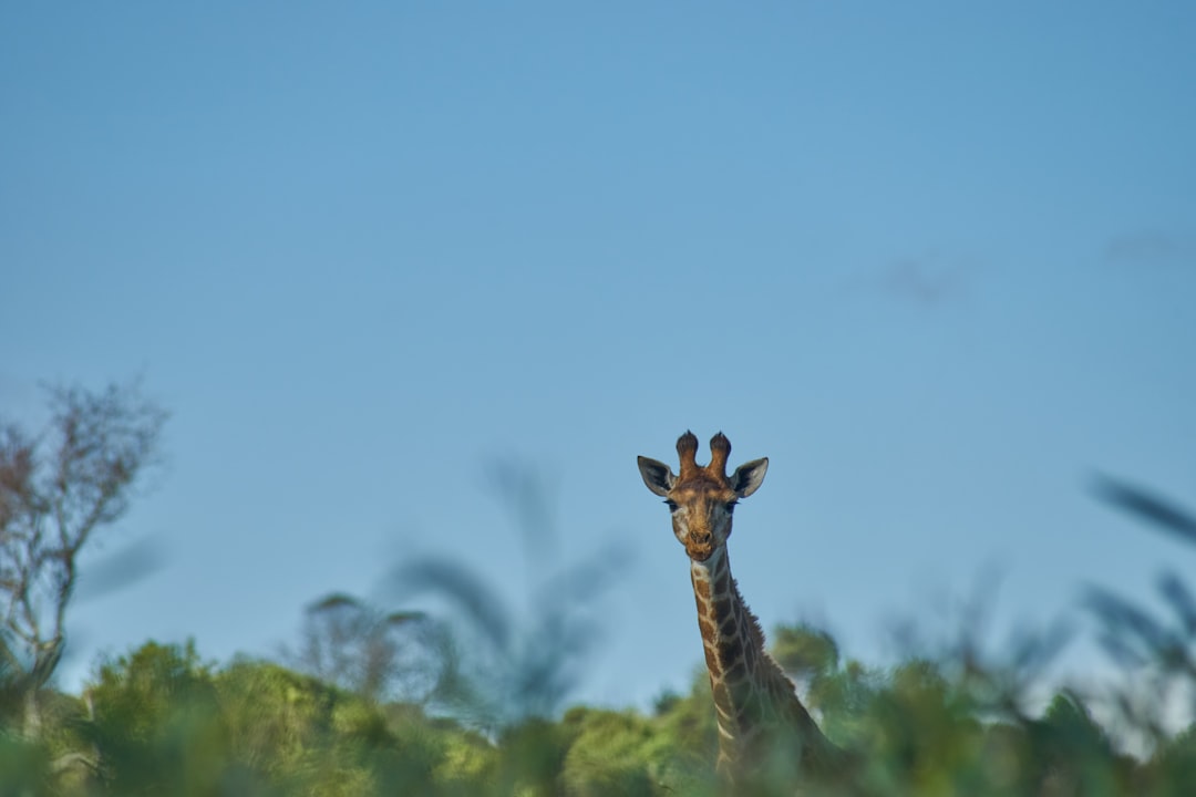 brown and black giraffe on green grass field during daytime