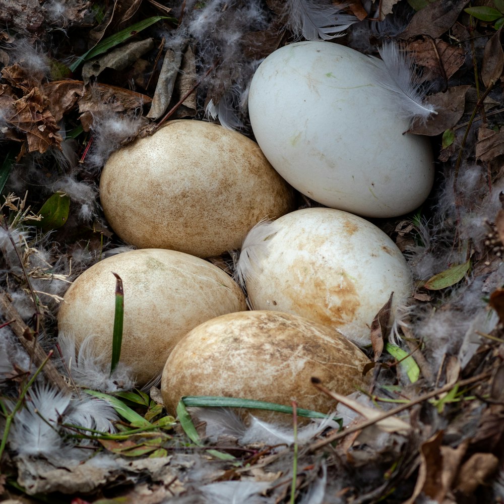 white and brown mushroom on brown dried leaves