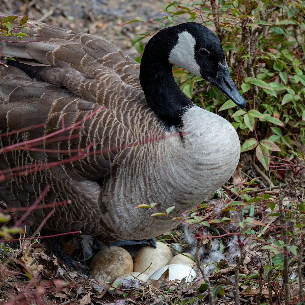 a goose standing on top of a pile of rocks