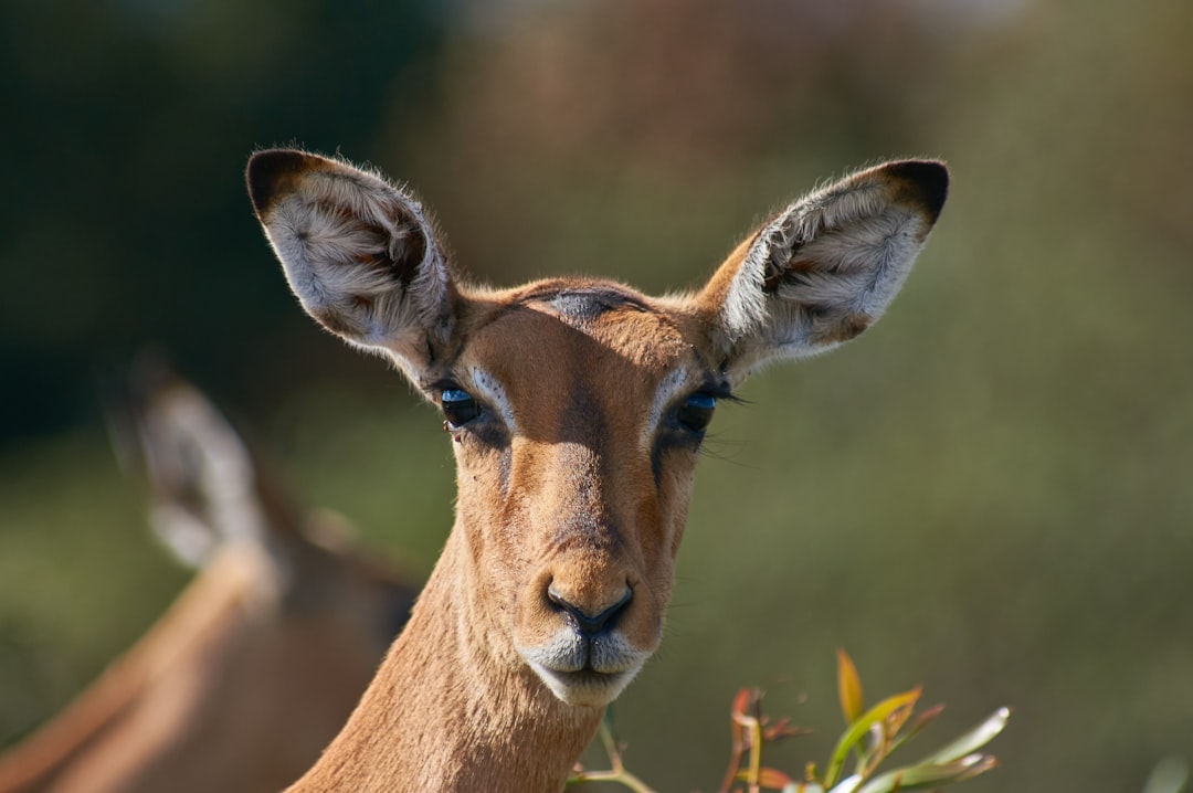 brown deer on green grass during daytime