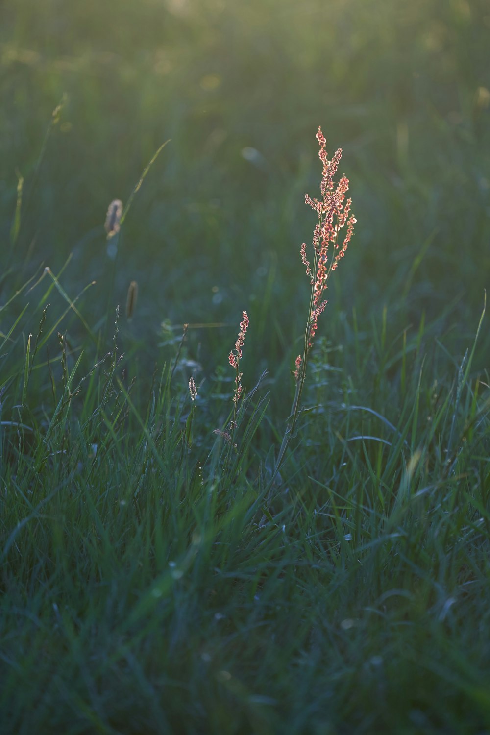 brown flower on green grass field during daytime