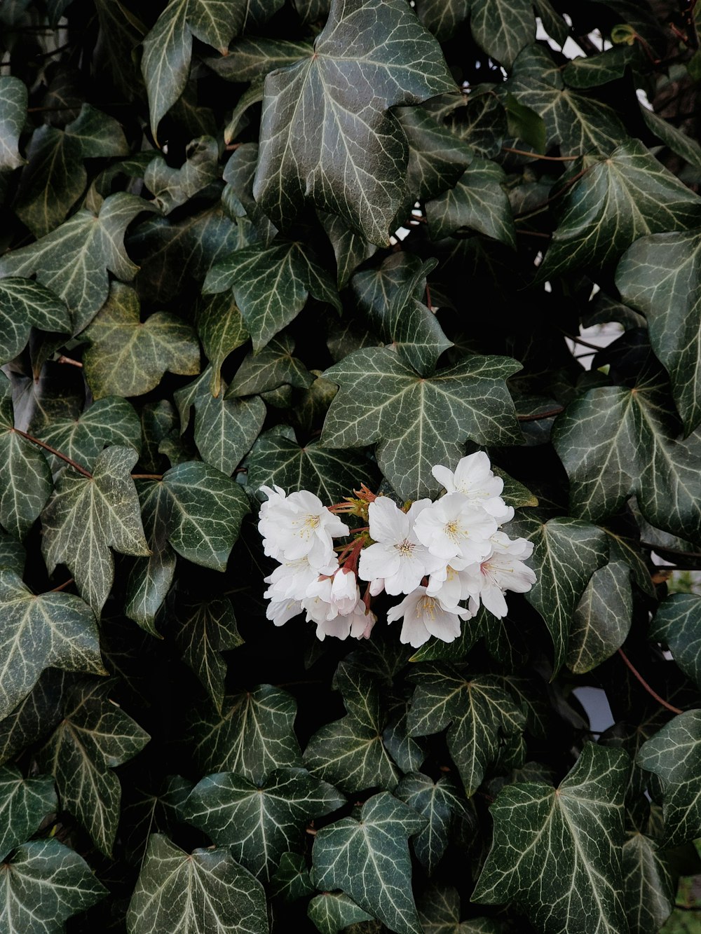 white flower with green leaves