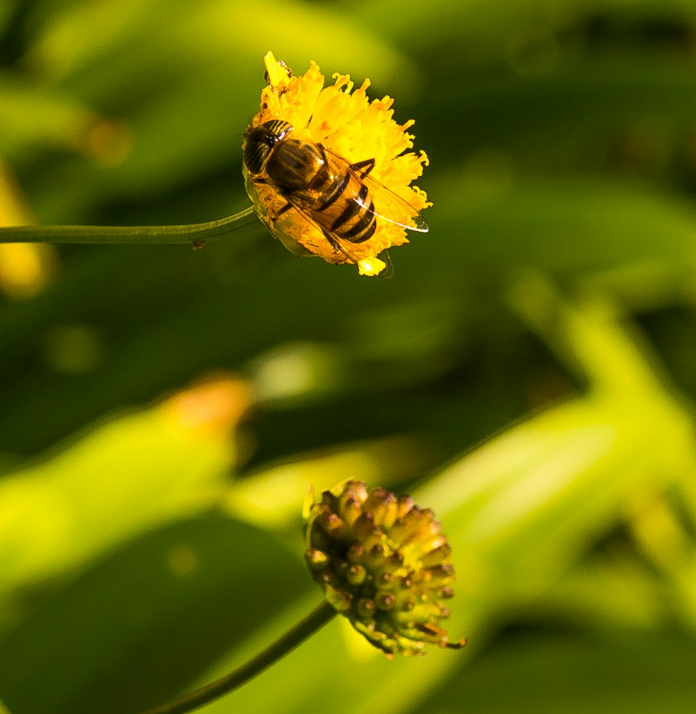 yellow and black bee on yellow flower