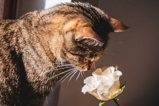 brown tabby cat smelling a white flower