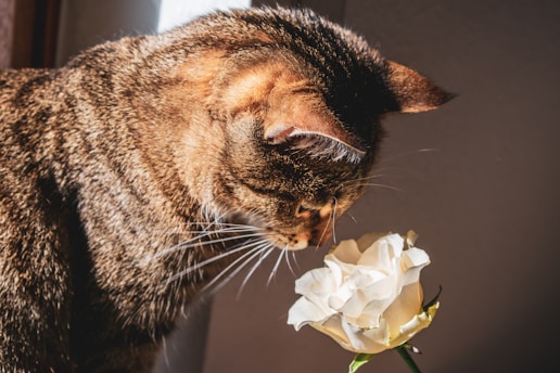 brown tabby cat smelling a white flower