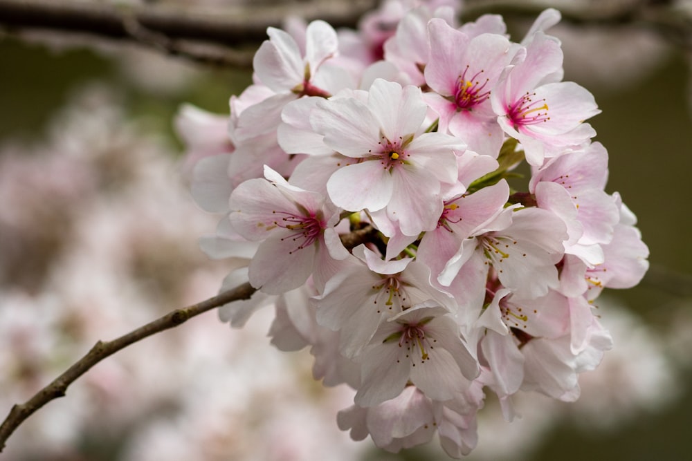 pink cherry blossom in close up photography