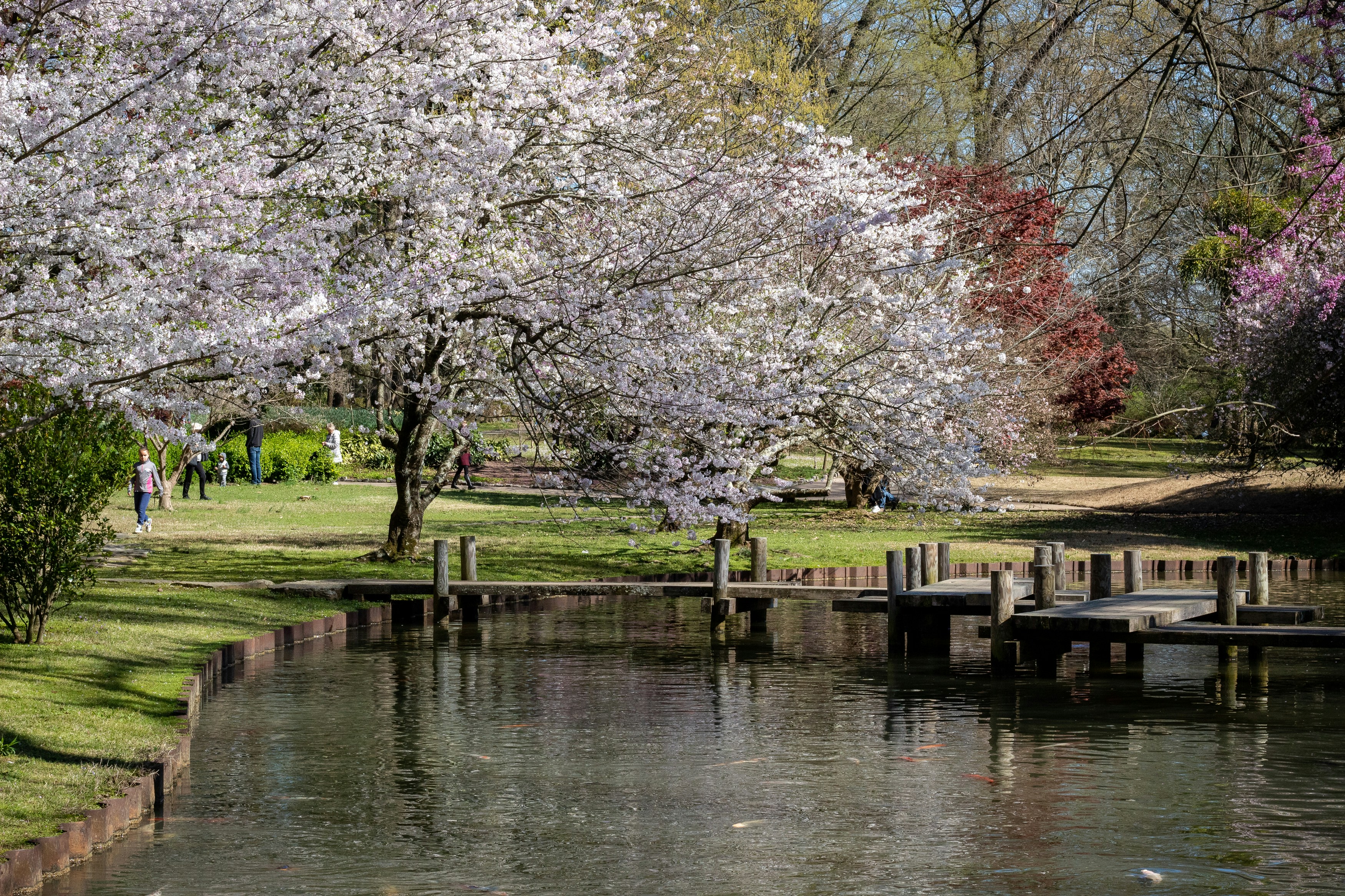 桜と庭園