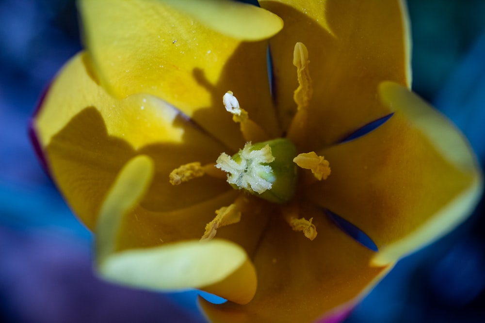 yellow and red flower in macro photography