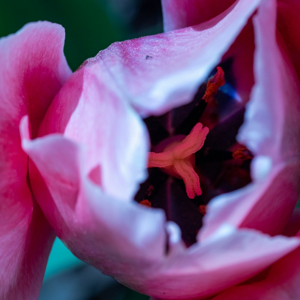 um close up de uma flor rosa com um fundo verde