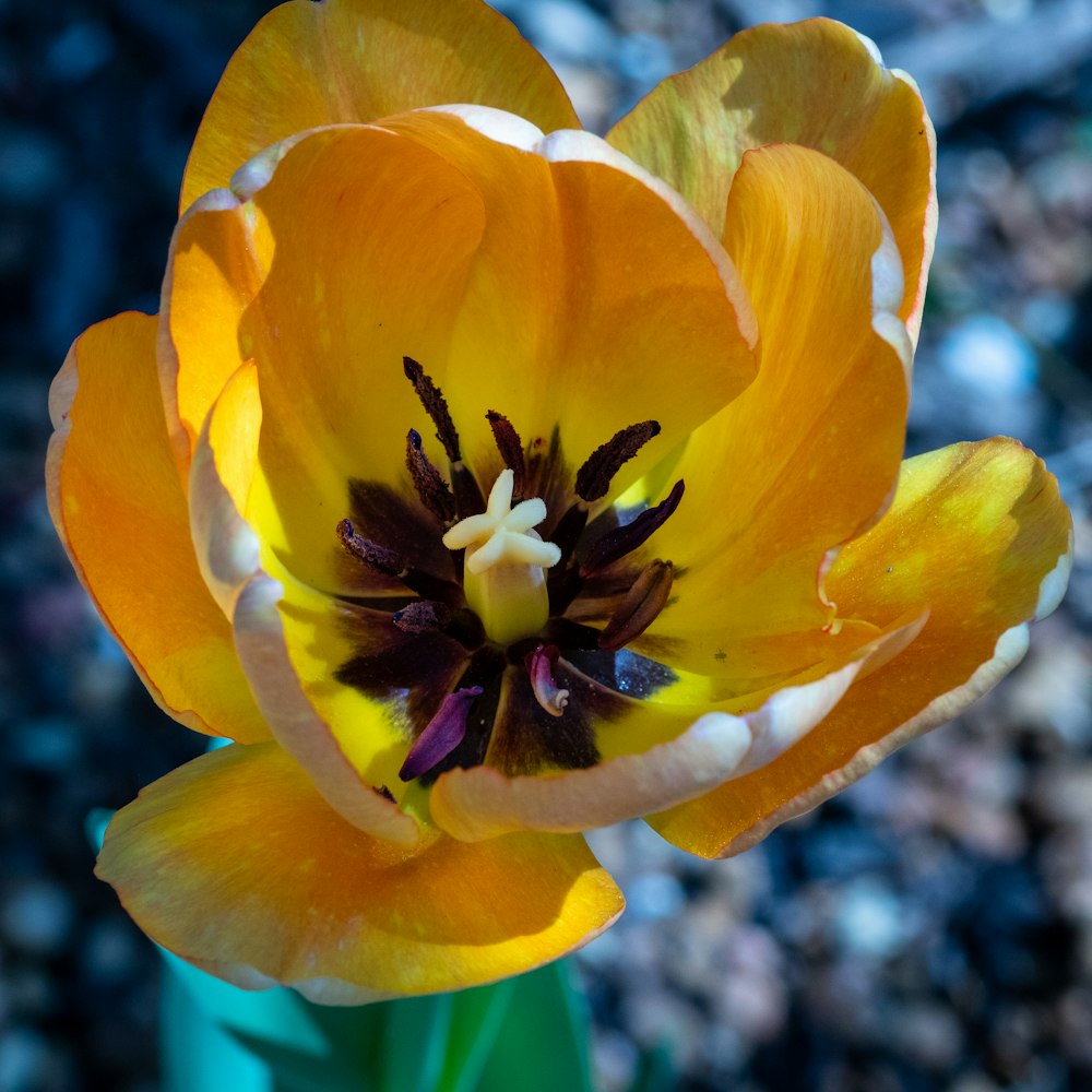 yellow flower in tilt shift lens