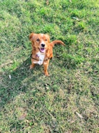 brown short coated dog sitting on green grass field during daytime