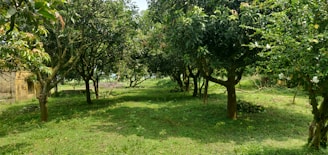 A community garden with diverse trees providing shade and cool spots on a sunny day.