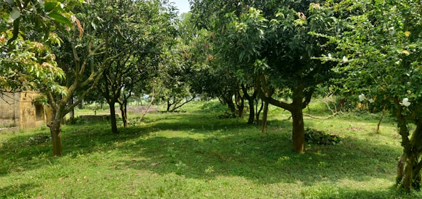 A community garden with diverse trees providing shade and cool spots on a sunny day.