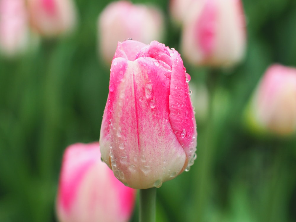pink flower bud in tilt shift lens