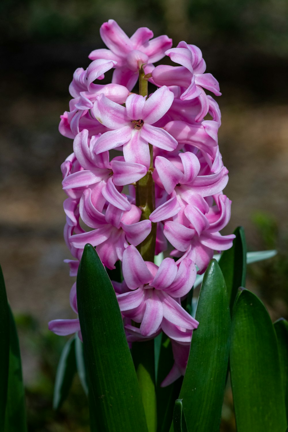 pink flower in macro shot