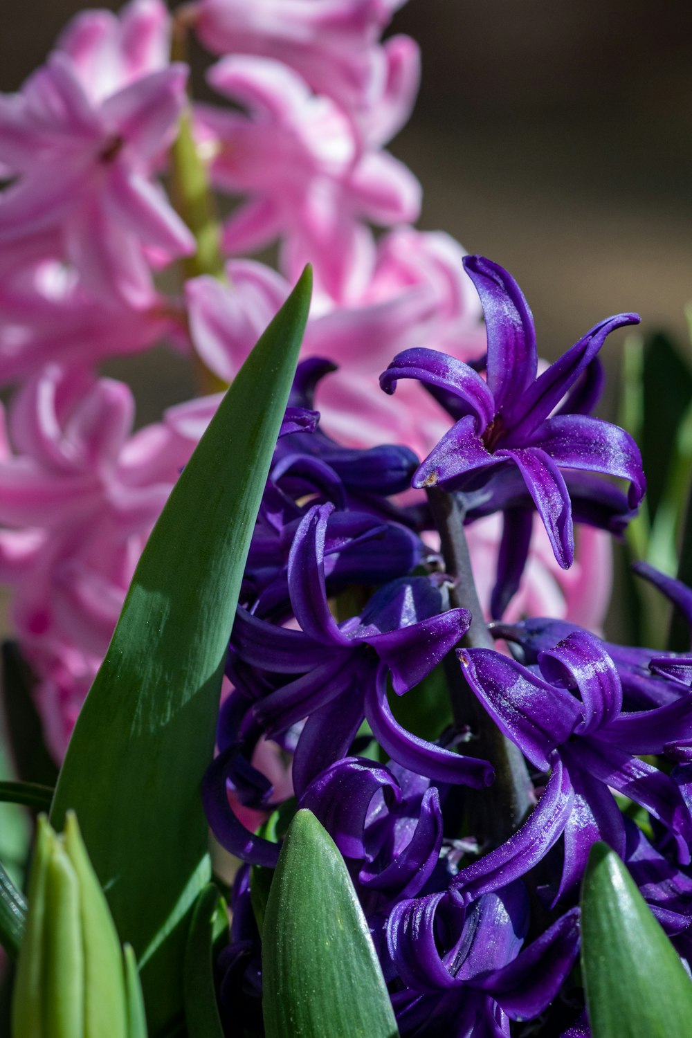 a close up of purple flowers with green leaves