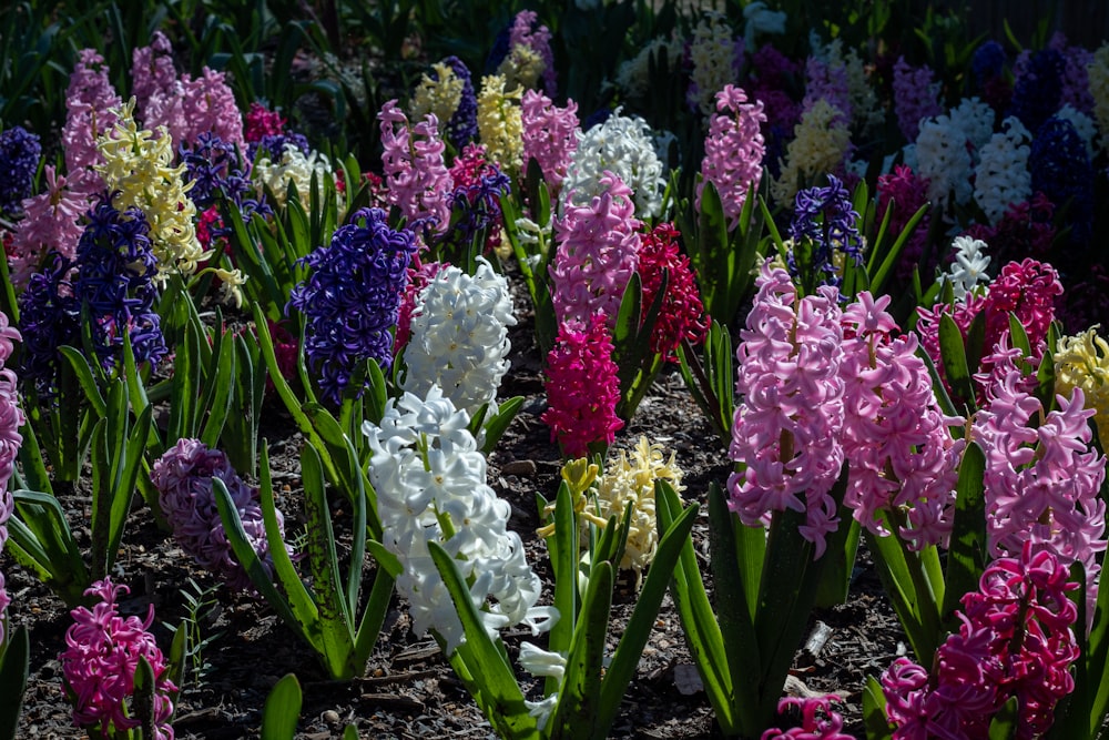 flores moradas y blancas durante el día