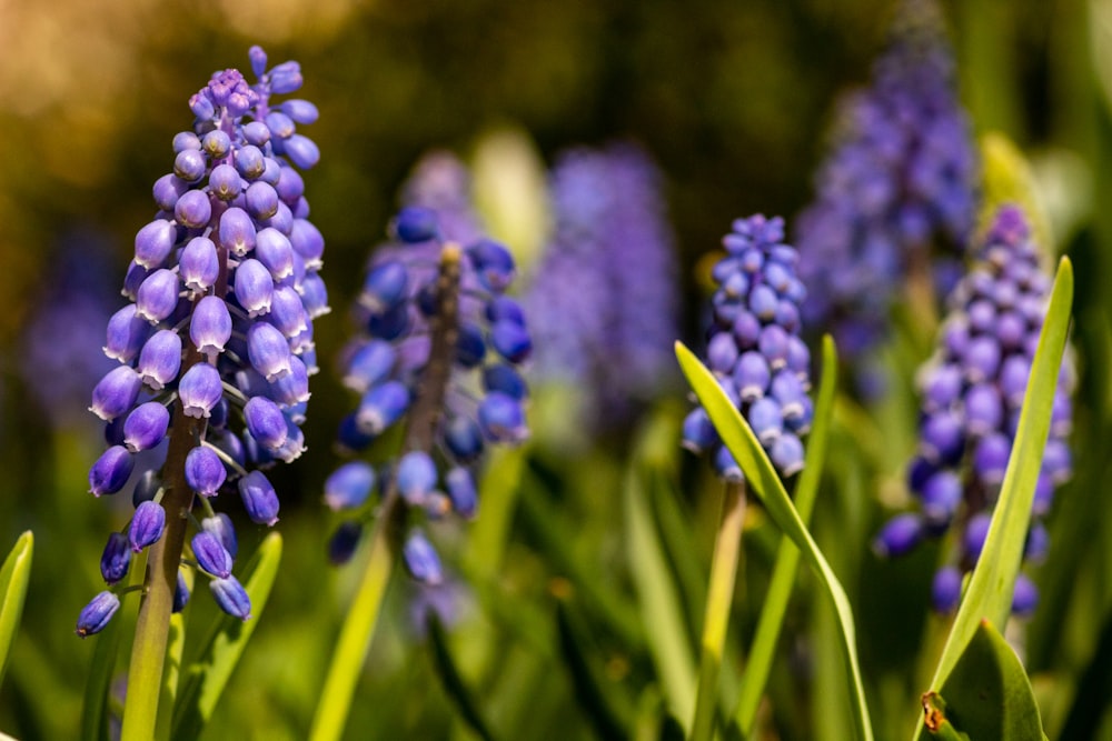 purple flower in tilt shift lens