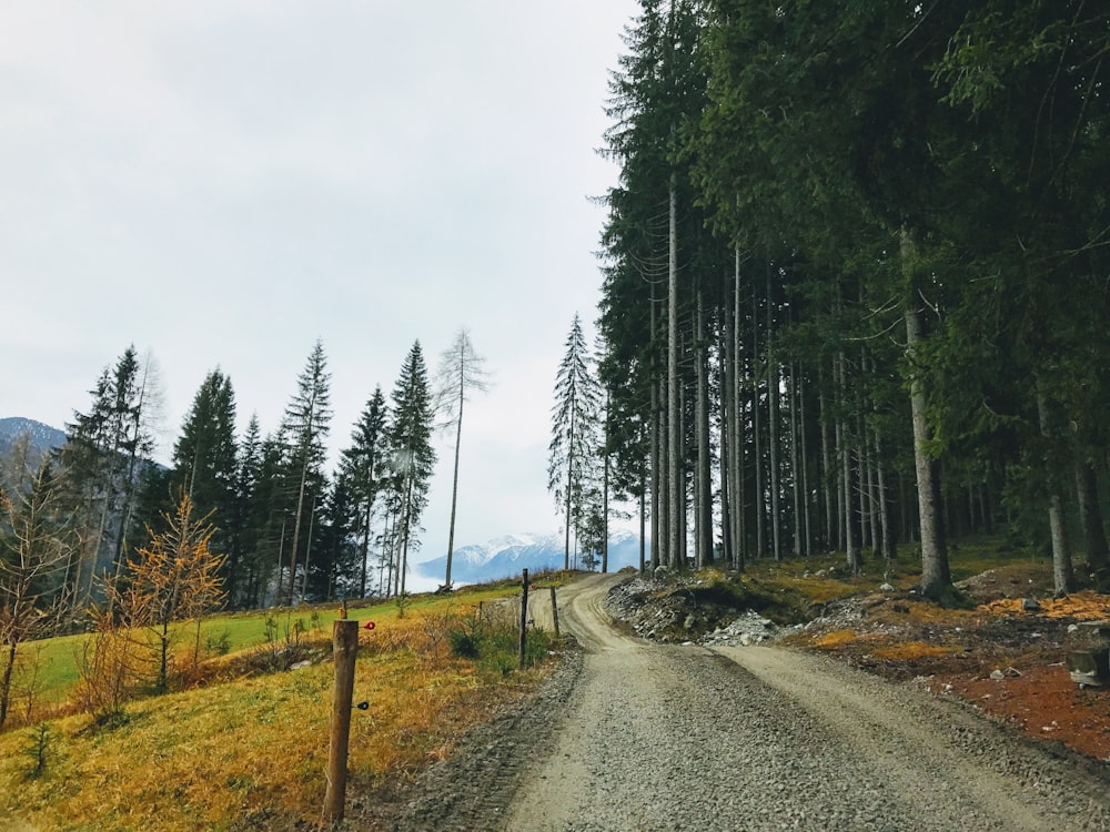 gray road between green trees under white sky during daytime